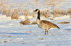 Canada Goose